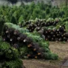 Buy Wholesale Christmas Trees (50 Trees – $1,250)