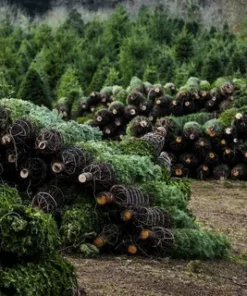 Buy Wholesale Christmas Trees (50 Trees – $1,250)